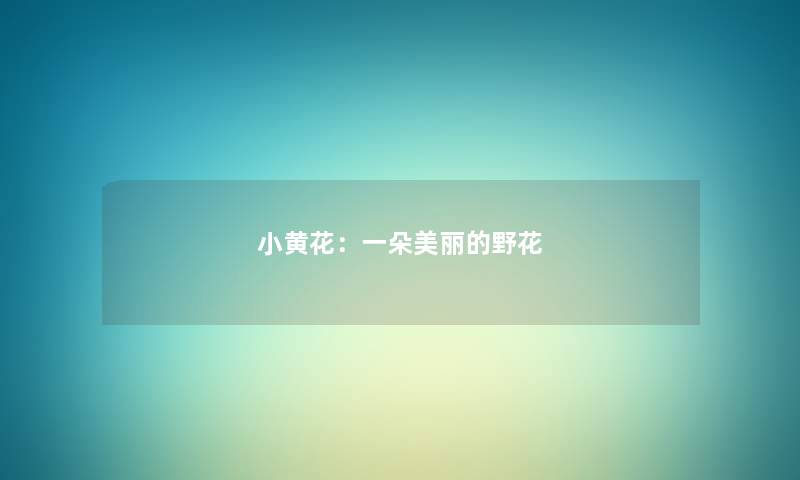 小黄花:一朵美丽的野花 小黄花:一朵美丽的野花