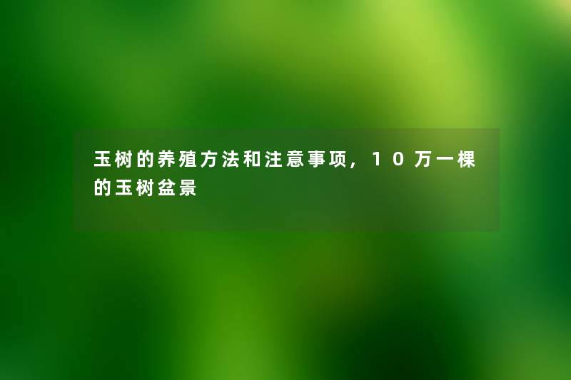 玉树的养殖方法和注意事项,10万一棵的玉树盆景