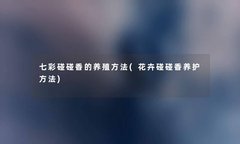 七彩碰碰香的养殖方法(花卉碰碰香养护方法) 七彩碰碰香的养殖方法(花卉碰碰香养护方法)